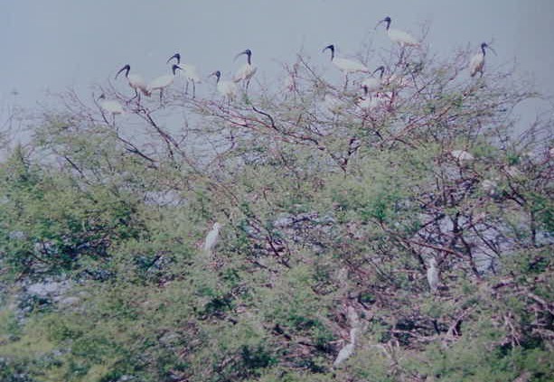 Birds Sanctuary